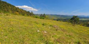 Pašniki_nad_Petelinjim_jezerom_Franci Horvat